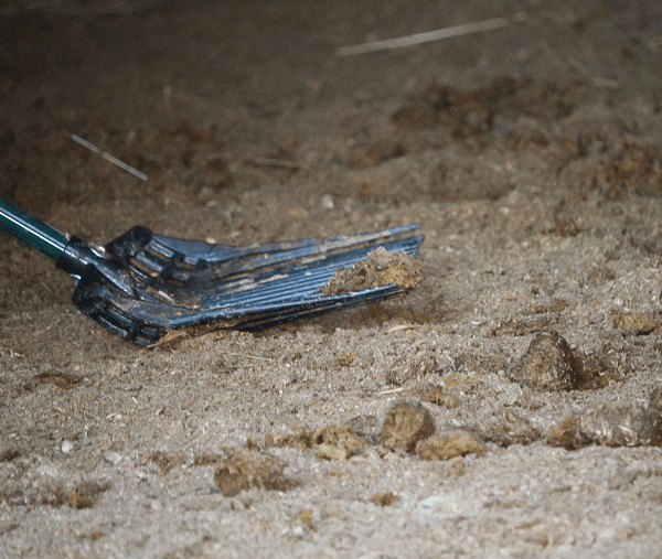 Anwendung_Miscanthus_Ausmisten