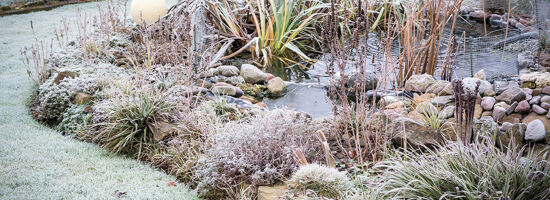 Winter Gartenteich 1