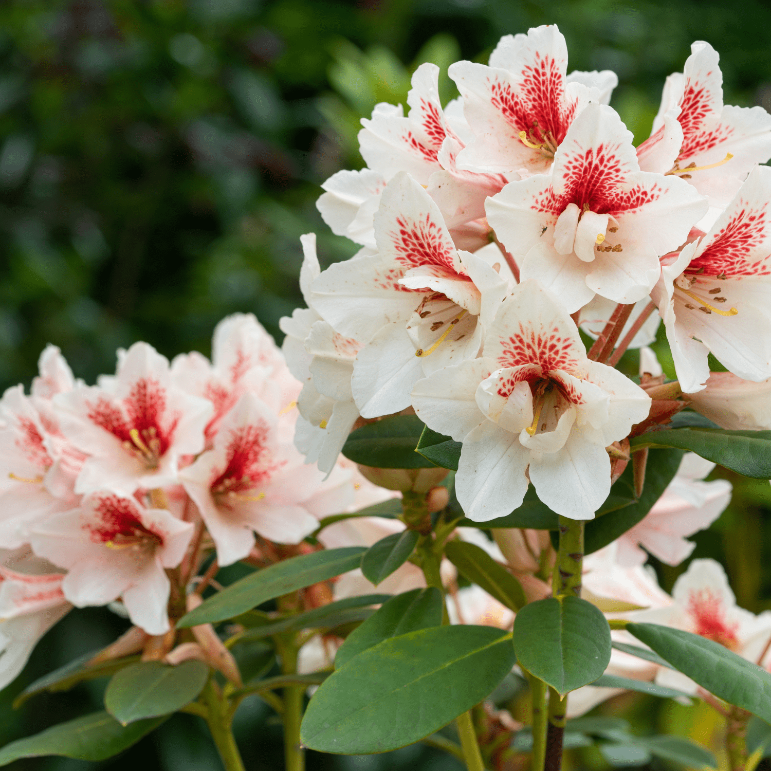 ERT45 Tommi Rhododendron Moorbeeterde 45l Verpackung Anwendungsbild3 min