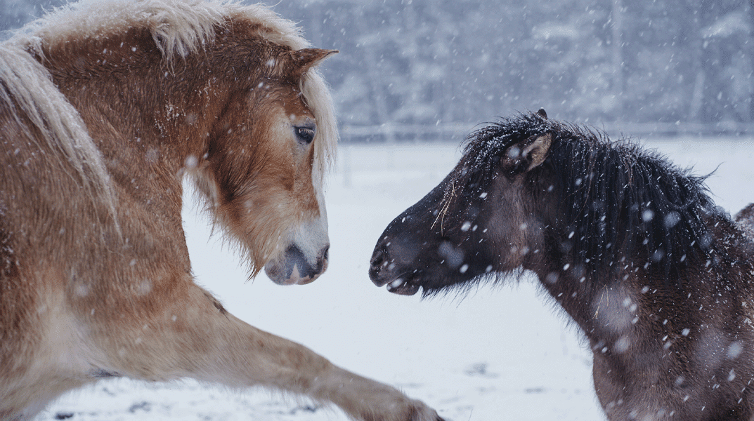 Willi Markenbotschafter Kontakt