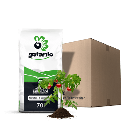 STG70 Tomaten Gemueseerde Paket