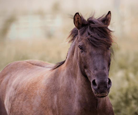 Willi Markenbotschafter