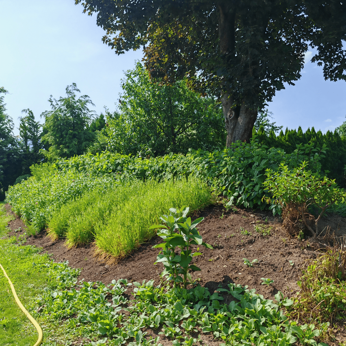 Rund angelegte Beete in einem Bauerngarten, umgeben von Wiese und Bäumen.