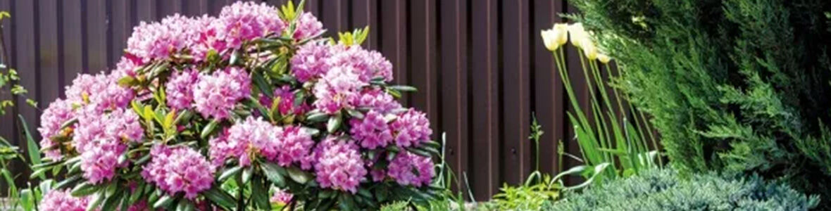 Rhododendron-Die richtige Pflege.