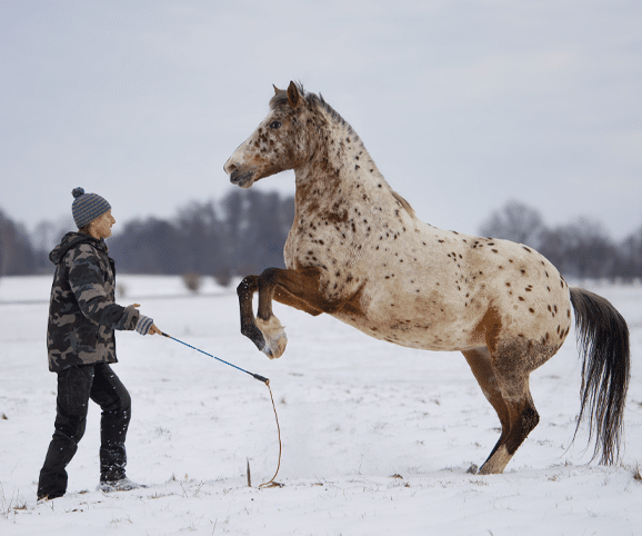 Whisky Markenbotschafter 2