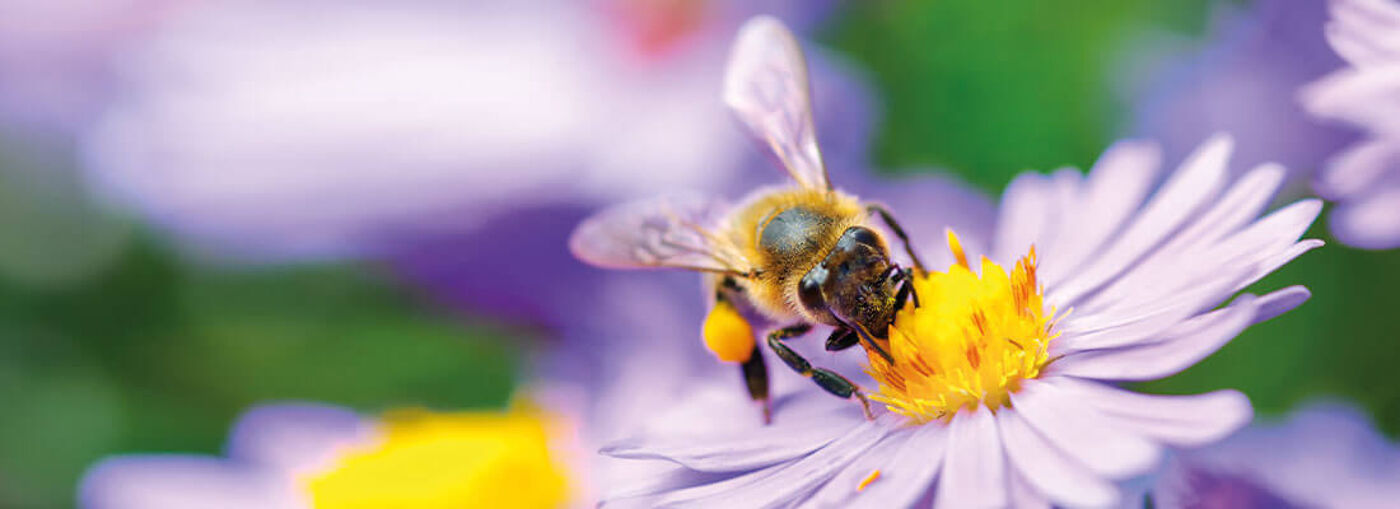 Bienen Pflanzen