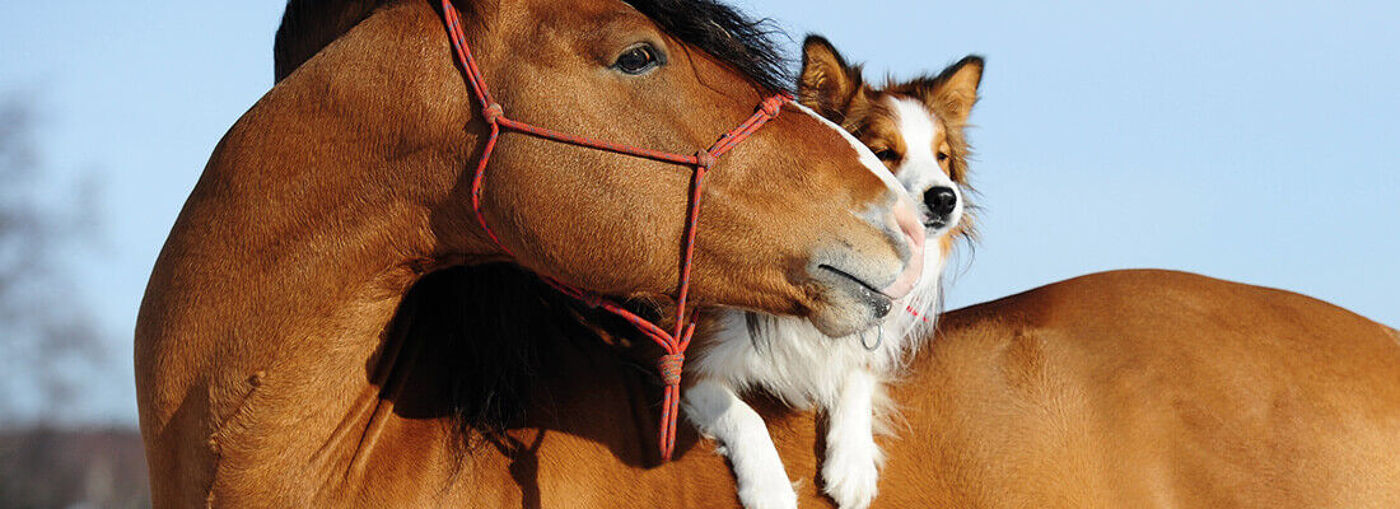Pferd Hunde