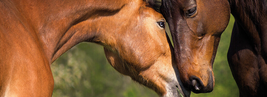 Anatomie des Pferdes: Die Nase