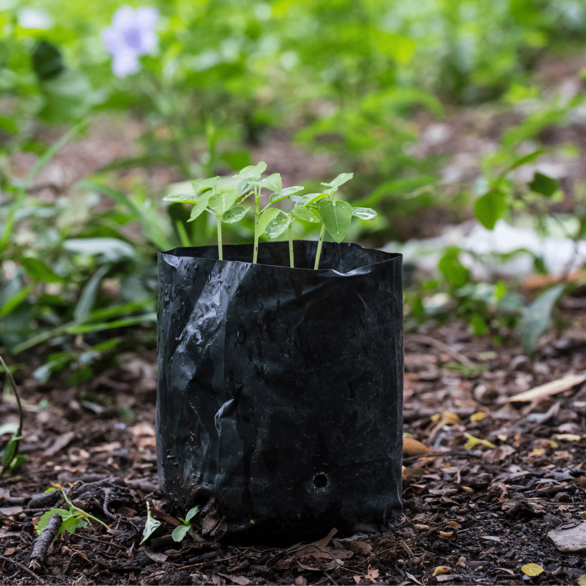 Jungpflanze in einem schwarzen Pflanzsack auf Erde, unscharfer grüner Hintergrund.