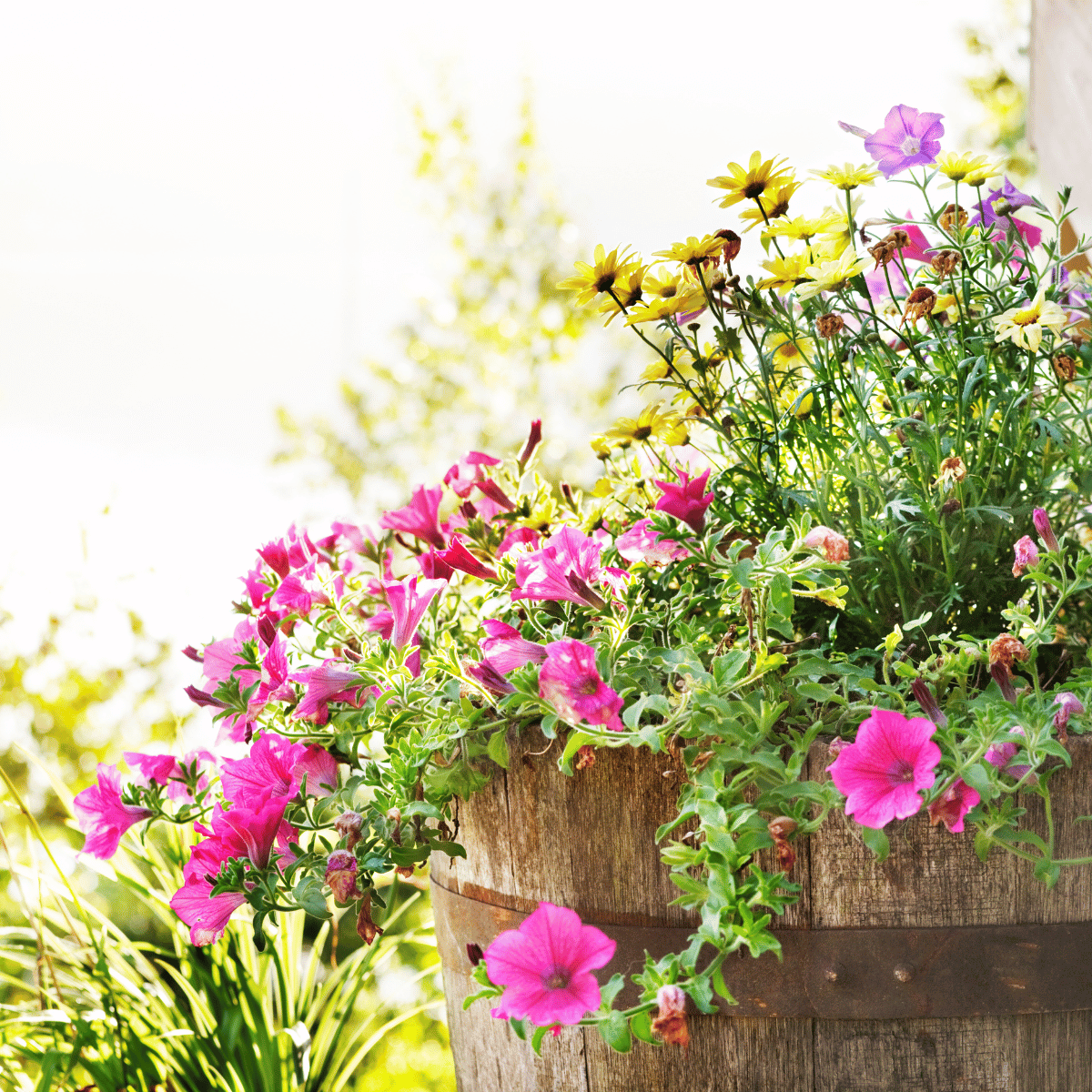 Ein Blumenkübel mit torffreier Erde und bunten Blüten. Torffreie Erde fördert eine umweltfreundliche Pflanzenpflege und sorgt für eine nachhaltige Bodenverbesserung.