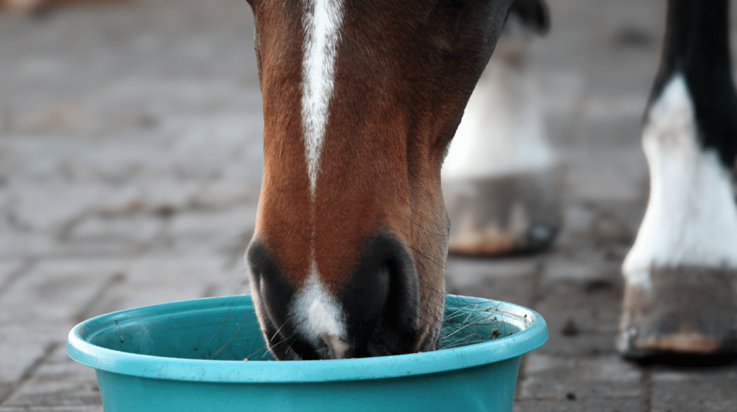 Luzerne Indira Futterschale