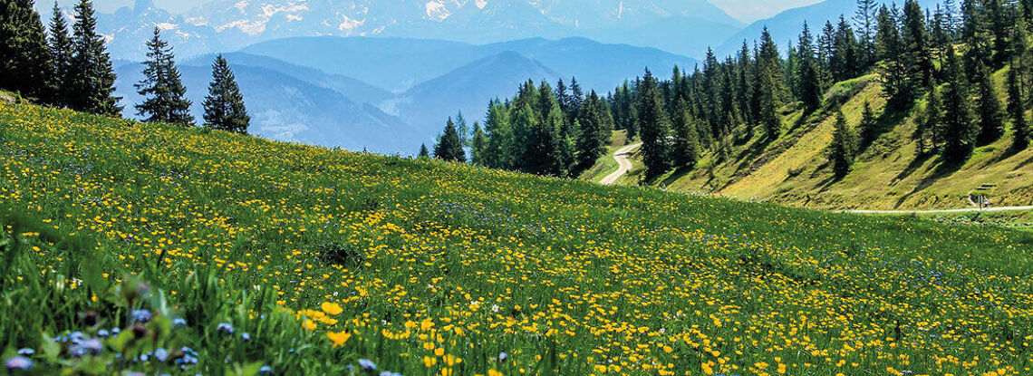 Gesundes Bergwiesenheu