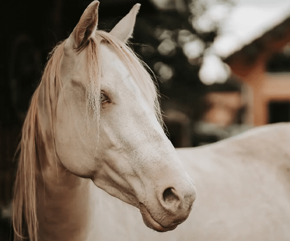 Eolin Markenbotschafter