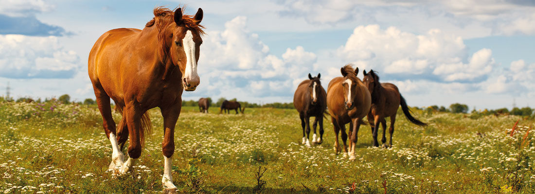 Weide und Auslauf - Leitlinien zur Beurteilung von Pferdehaltungen