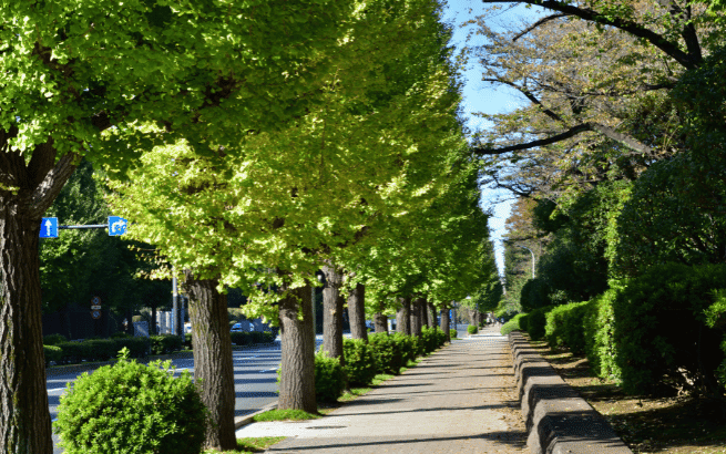 Ein gepflegter Gehweg mit hohen, grünen Bäumen und dichtem Laub. Das Bild vermittelt eine ruhige Atmosphäre und symbolisiert die Wichtigkeit von Baumsubstrat, Pflanzenpflege und natürlicher Bodenqualität.