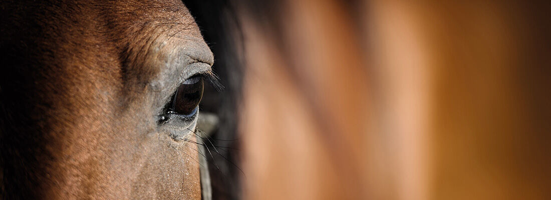 Anatomie des Pferdes: Das Auge