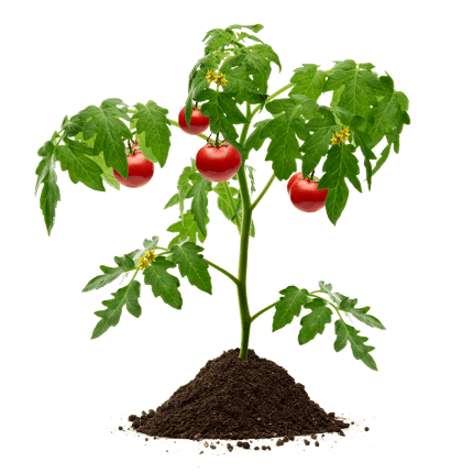 STG70 Tomaten Gemueseerde Pflanze