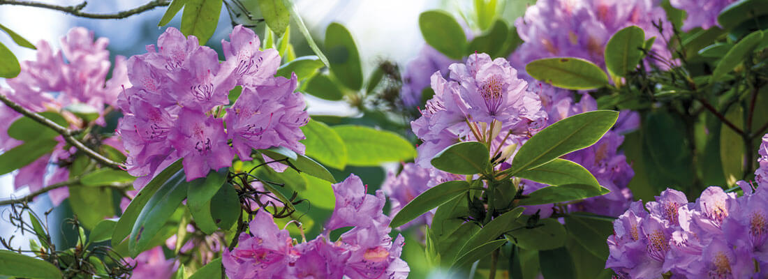Rhododendron schöne Blüten
