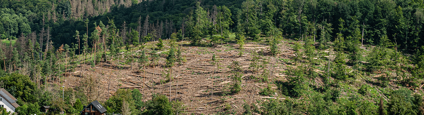 Wald und Forstwirtschaft Fichte Waldsterben