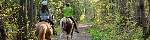 Reiten lernen in Dresden: der kleine Guide | PALIGO