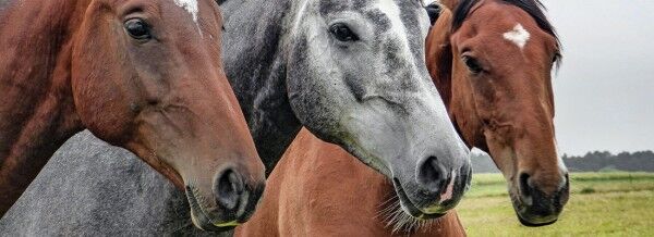 Pferde-alter_fullsize1
