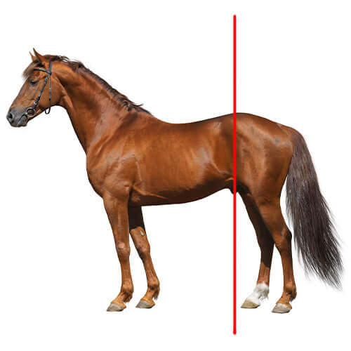 Pferd Rückhand