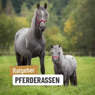 Pferderassen