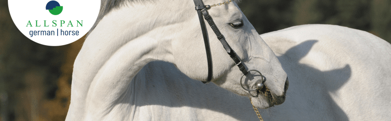 Tiereinstreu für Pferde